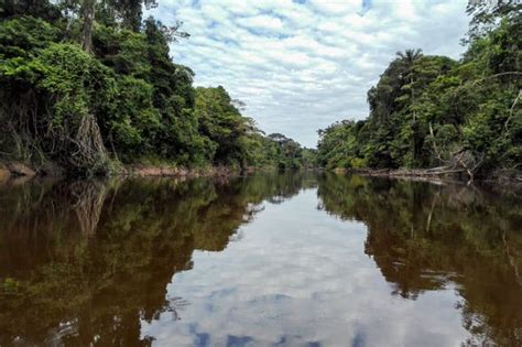 Pacaya Samiria Day Trip From Iquitos Book At Civitatis