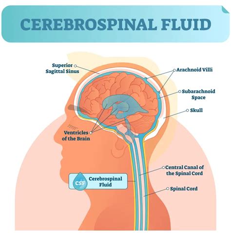 Shocking Facts Unveiling The Ratio Of Cerebrospinal Fluid In The