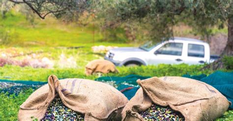 Μεσαρά: Μάζευαν «ξένες» ελιές και συνελήφθησαν - Αναζητείται ένα άτομο ...