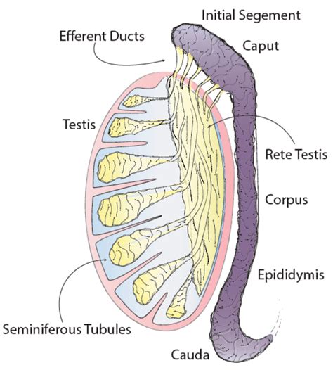 The Role of the Epididymis and the Contribution of Epididymosomes to ... 