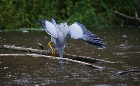 Feather Tailed Stories: White-faced Heron, Australia