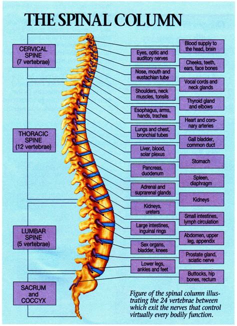 Thoracic Vertebrae Anatomy Function Thoracic Vertebrae