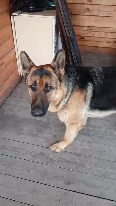 Чем я кормлю немецкую овчарку Графа на ужин?Немецкая овчарка # ...