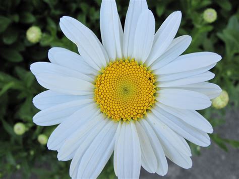 Shasta Daisy Pbmgarden
