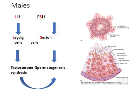Sex Hormones Flashcards Quizlet