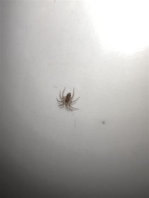 baby wolf spider ? (phoenix, az) : r/spiders