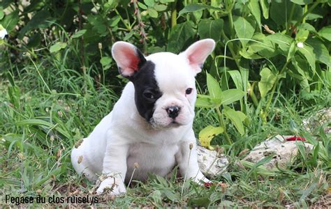 Magnifiques Chiots Bouledogue Français 33720 Uncompagnonfr