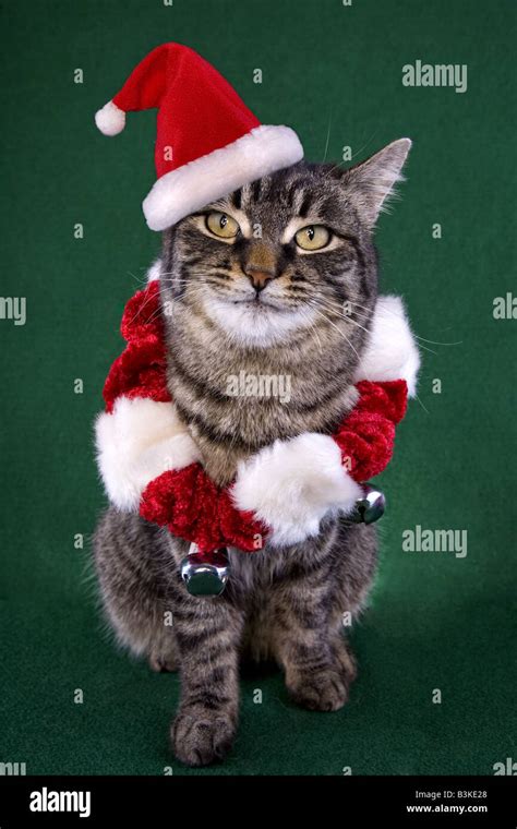 Cute Christmas Cat Wearing Santa Hat On Green Background Stock Photo