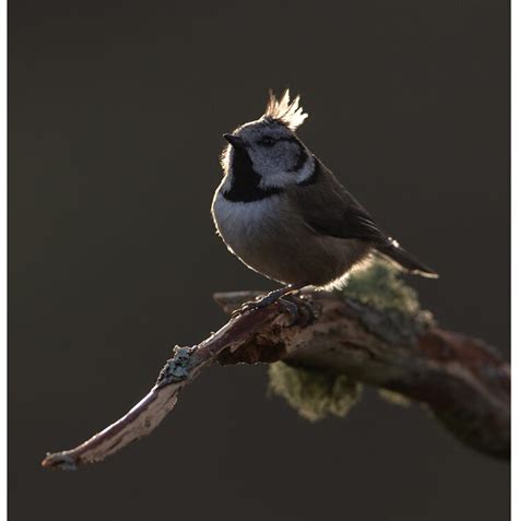 Crested Tits Workshop Pete Walkden Photography