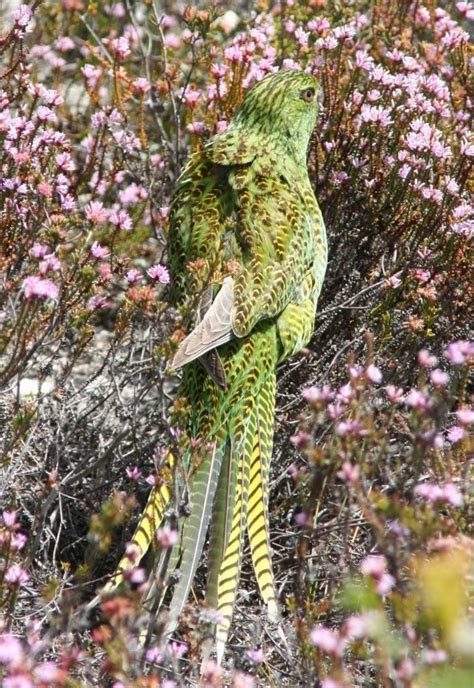 Brent Barrettdbca02 Friends Of The Western Ground Parrot