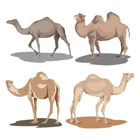 Desert Camel Cartoon Collection Set Premium Ai Generated Vector