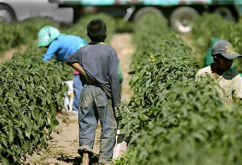 shining  light  child labor  forced labor  global supply chains