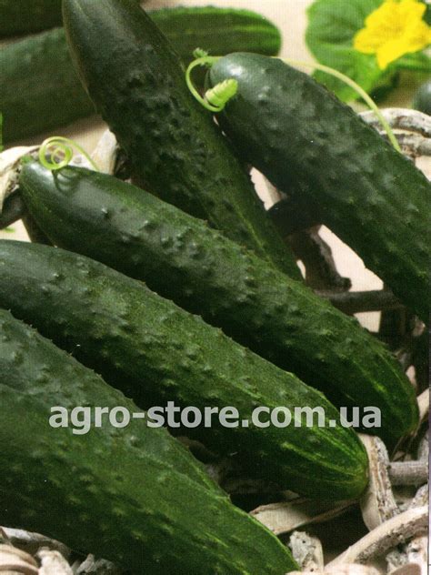 Купити насіння огірків Зелений крокодил F1