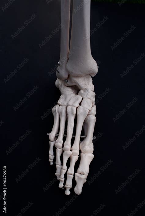 anterior view   foot stock photo adobe stock