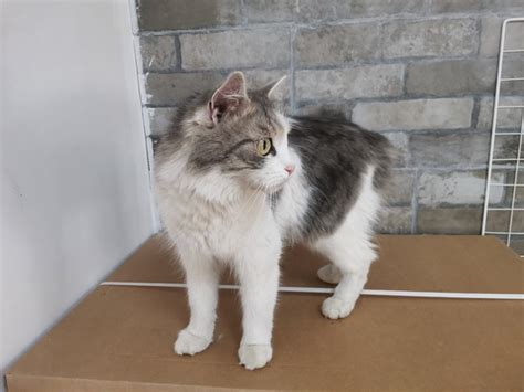 Кошка забежала в магазин ул. Ленина 180.мир кондитера обращаться по ...
