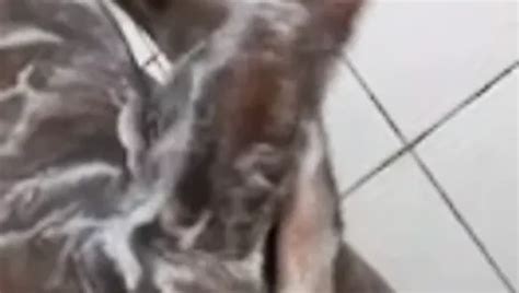 Banho Porn Videos Gay XXX XHamster