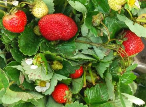 Земляника Сан Андреас