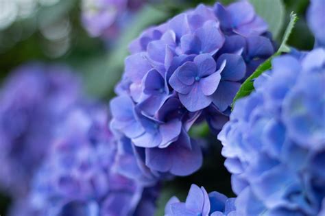 Purple Hydrangea - Free photo on Pixabay