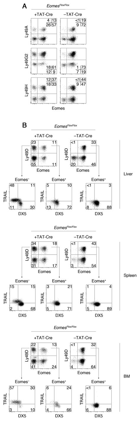 Eomes Required To Maintain Some Aspects Of Mature NK Cells A And B