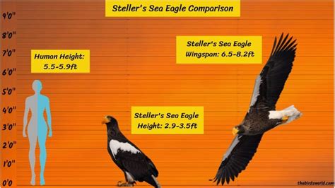 Steller's Sea Eagle Wingspan: How Big Are They Comparison?