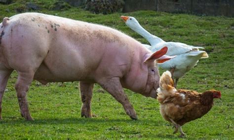 Benefits Of Housing Pigs And Chickens Together 1 Best Farm Animals