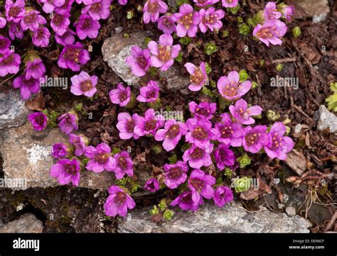 Purple saxifrage (Saxifraga oppositifolia) in flower at high altitude