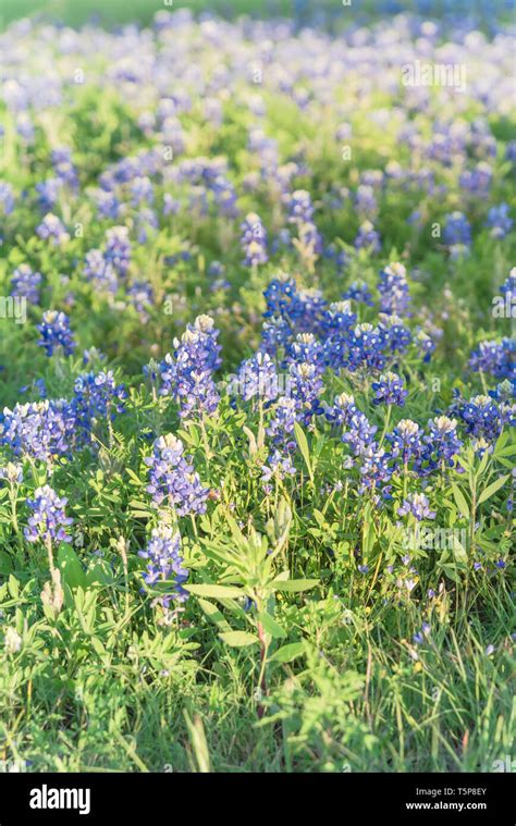 Blooming Bluebonnet wildflower at springtime near Dallas, Texas Stock ...