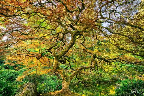 Top 999+ photography nature images – Amazing Collection photography ...