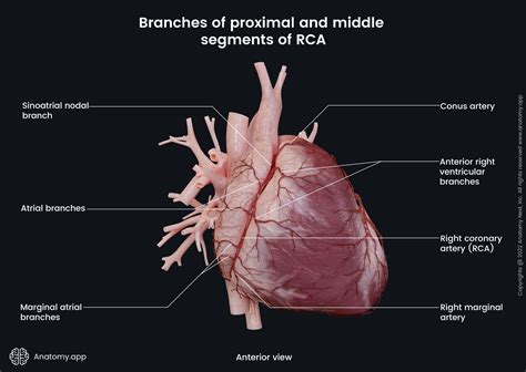 External Heart Anatomy Encyclopedia Anatomy App Learn Anatomy