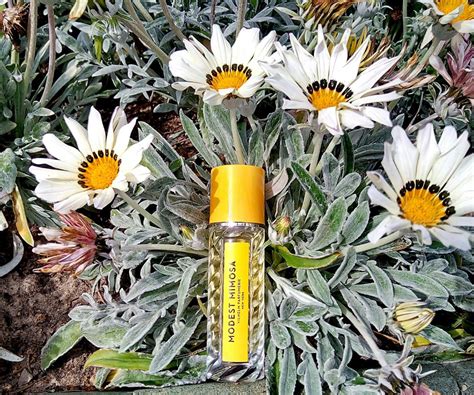 Modest Mimosa Vilhelm Parfumerie perfume - a fragrance for women and ...