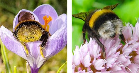 Tired Bumblebees Fall Asleep Inside Flowers These Shots Will Show You