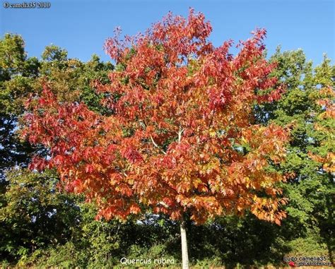 Quel Arbre Pousse Vite Et Fait De L Ombre Tout Pour Le Jardin