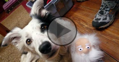 The Dog Who Knows 1,000 Words | Border Collie Fan Club