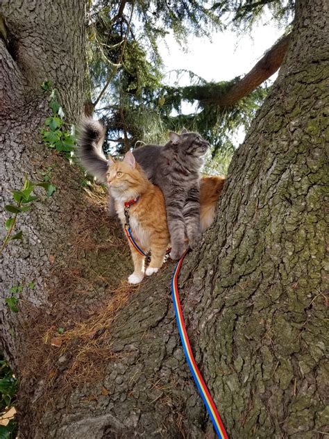 Hd Cat Climb Tree Wallpapers Peakpx 44 Off Rbkbm