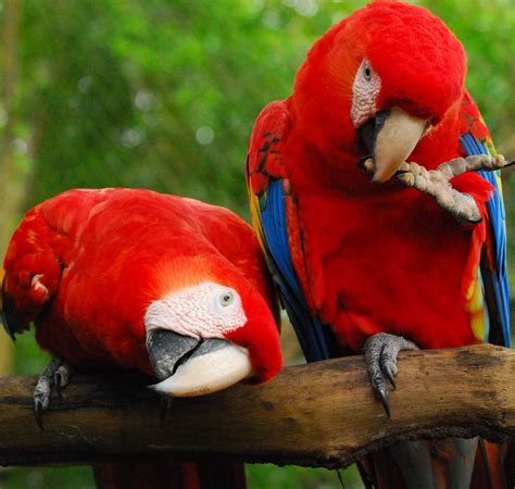 The Belize Zoo – The Best Little Zoo in the World