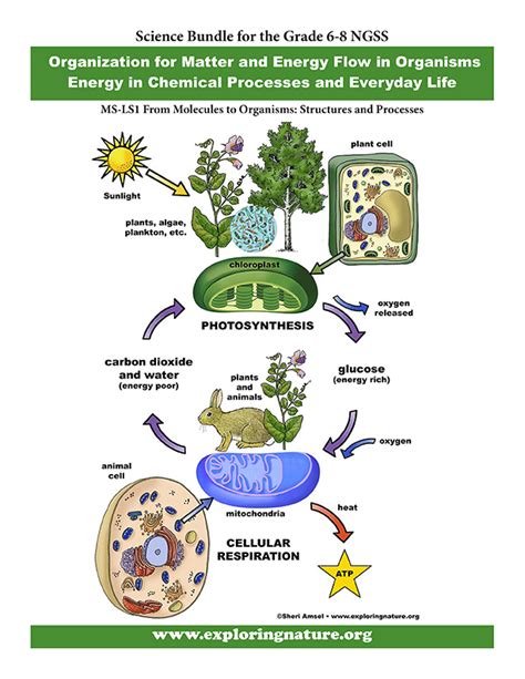 Grade 6 8 Energy Flow In Organisms Photosynthesis And Cellular