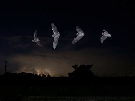 Bat Week: Shedding (Some) Light on Bats | DarkSky International