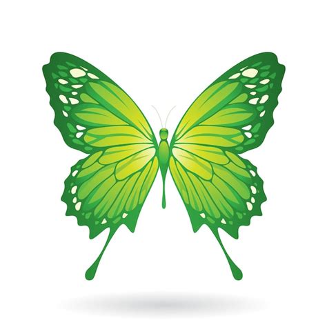 premium vector green butterfly illustration