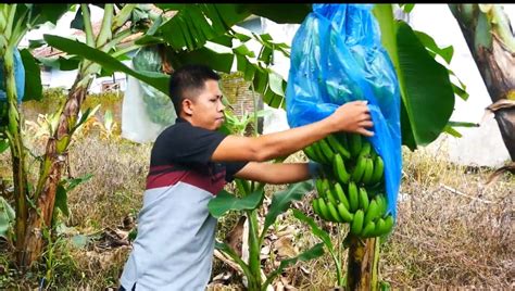 Pemuda Lumajang Sulap Lahan Kosong jadi Kebun Pisang Cavendish ...