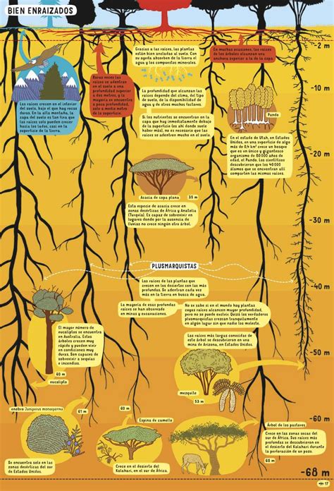 Un Rbol Del Desierto Tiene Las Ra Ces M S Profundas Metros Tree