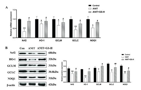 Gs Treatment Improved The Expression Level Of Oxidative Stress Genes