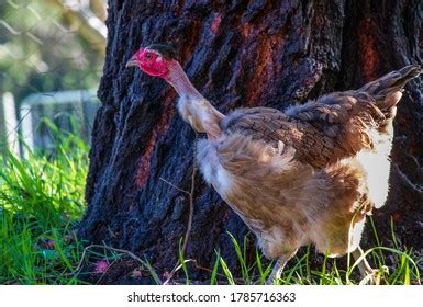 467 Naked Neck Hen Images Stock Photos Vectors Shutterstock
