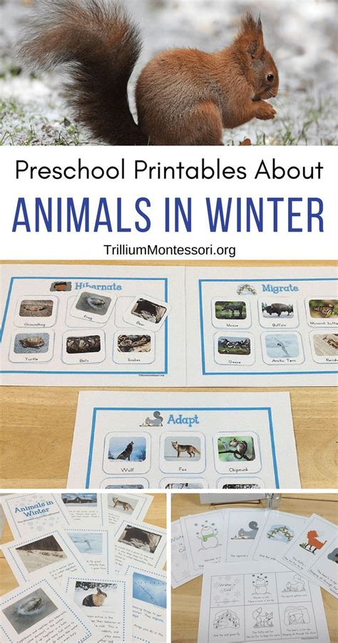 Animals In Winter Unit Winter Animals Preschool Winter Animals