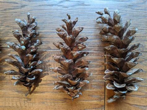 Eastern White Pine Cones Hand Picked Crafts Wedding Decor - Etsy