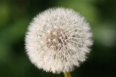 Pusteblume Nahaufnahme Makro Kostenloses Foto Auf Pixabay Pixabay