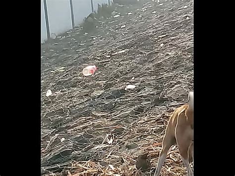 surat tía pis al aire libre XVIDEOS