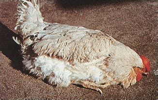 Newcastle Disease In Chicken