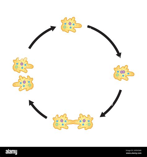 Scientific Designing Of Binary Fission In Amoeba Colorful Symbols Vector Illustration Stock