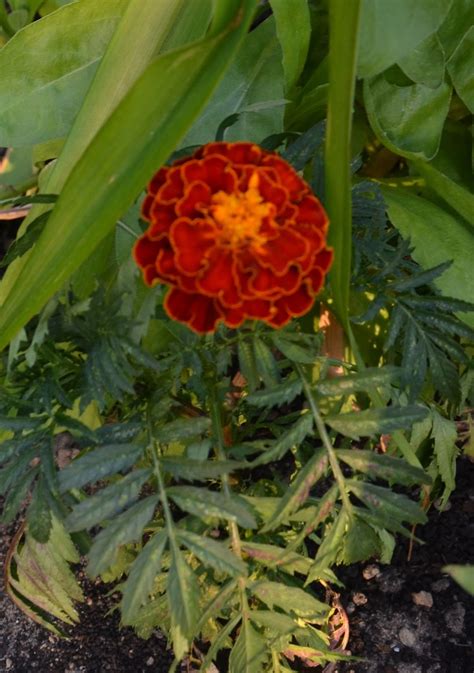 Ezoteryka i ja: Aksamitka