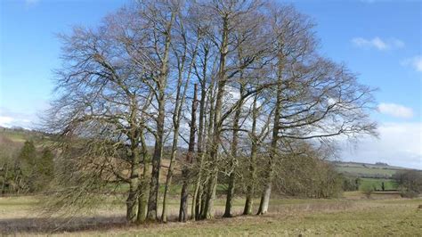 Barber Wood - Visiting Woods - Woodland Trust